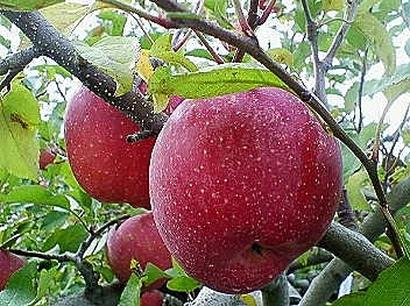 pear&apple