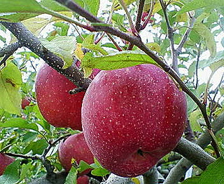 りんご、リンゴ、林檎